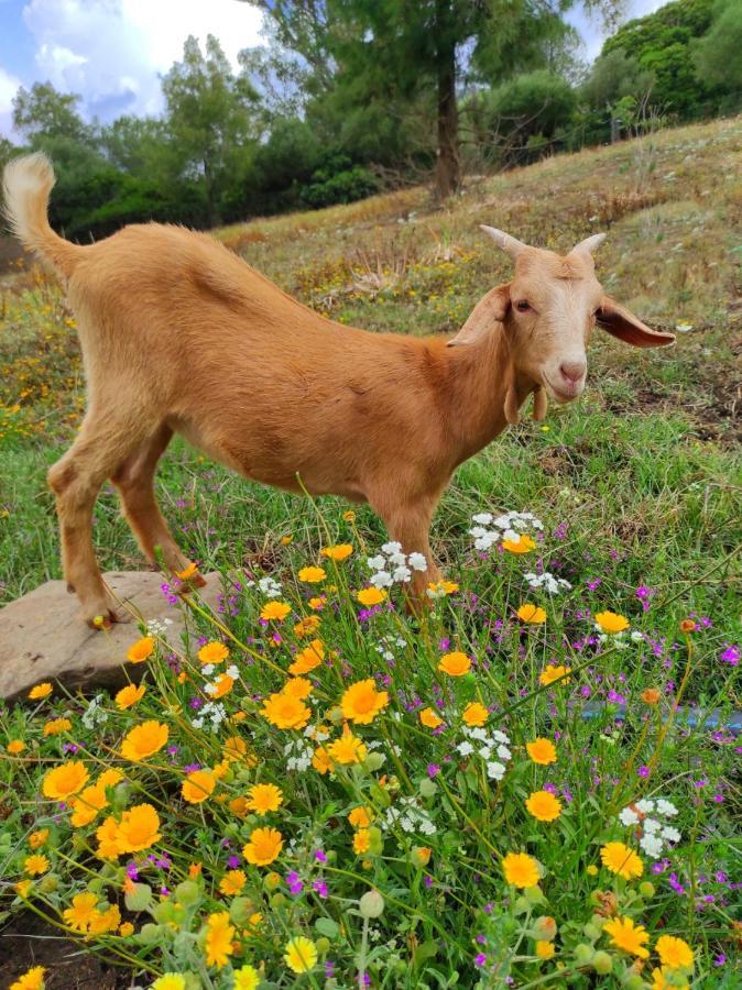 ファシナス Complejo Rural Del Molino Doradoヴィラ エクステリア 写真