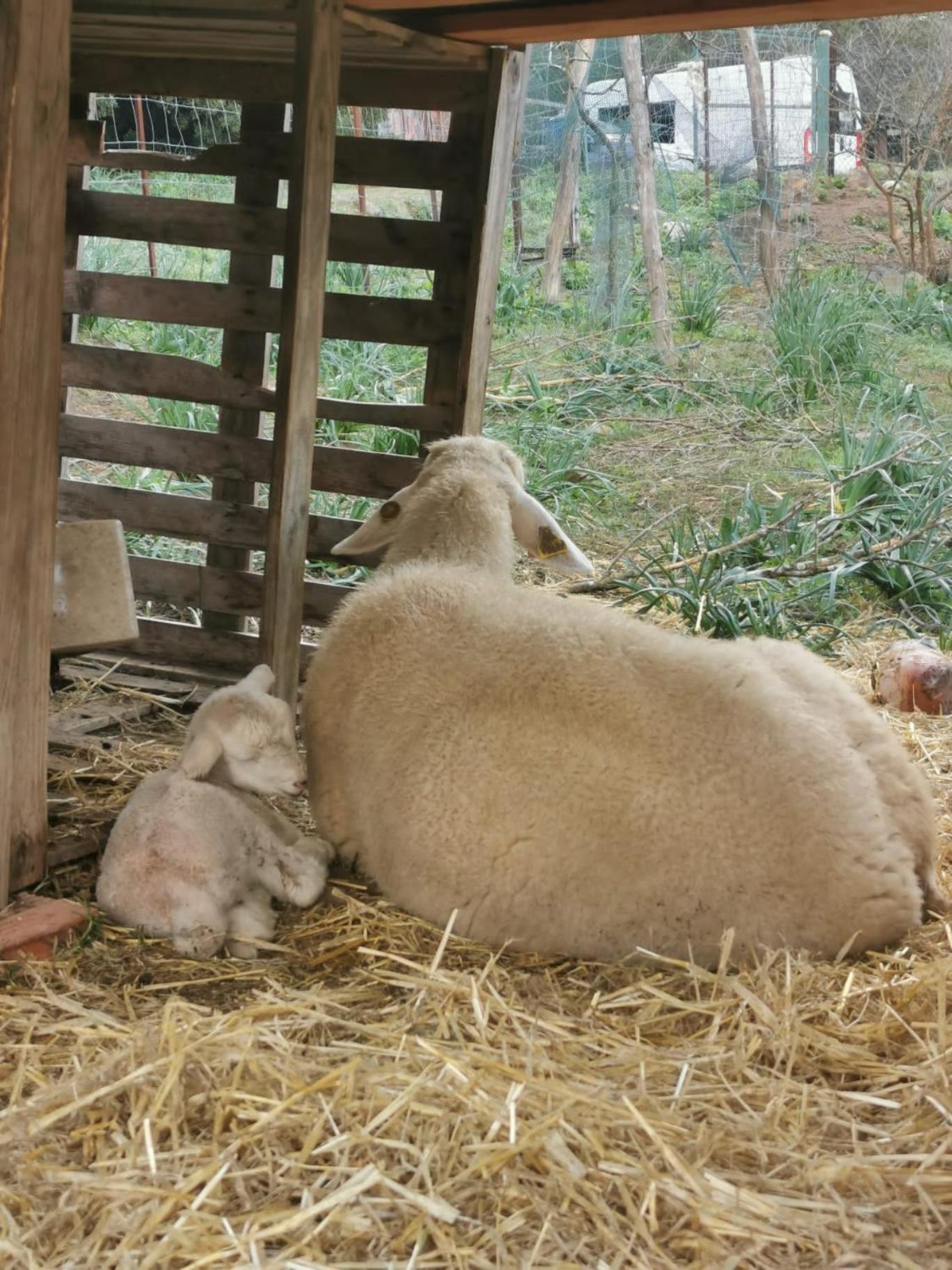 ファシナス Complejo Rural Del Molino Doradoヴィラ エクステリア 写真