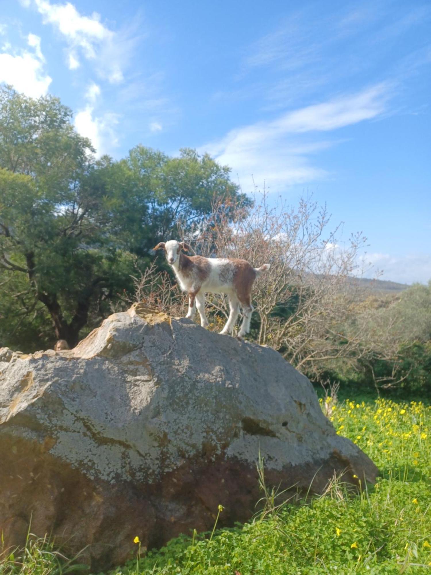 ファシナス Complejo Rural Del Molino Doradoヴィラ エクステリア 写真