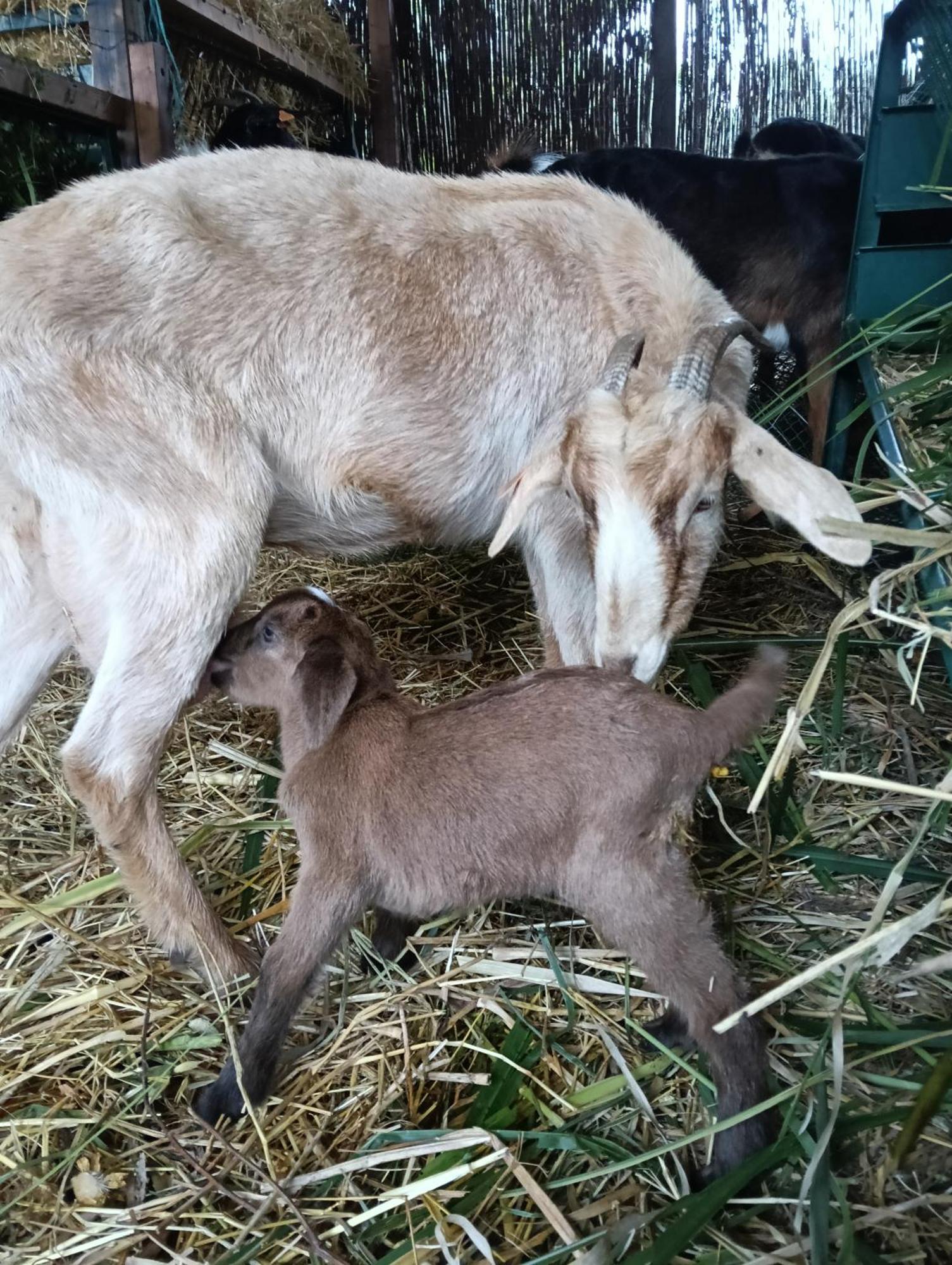 ファシナス Complejo Rural Del Molino Doradoヴィラ エクステリア 写真